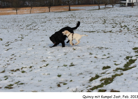 Quincy mit Kumpel Jost, Feb. 2013