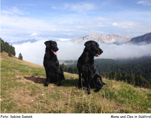 Mona und Cleo in Sdtirol Foto: Sabine Damek