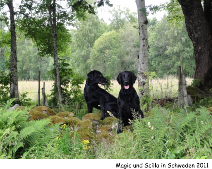 Magic und Scilla in Schweden 2011