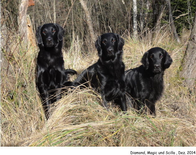 Diamond, Magic und Scilla , Dez. 2014